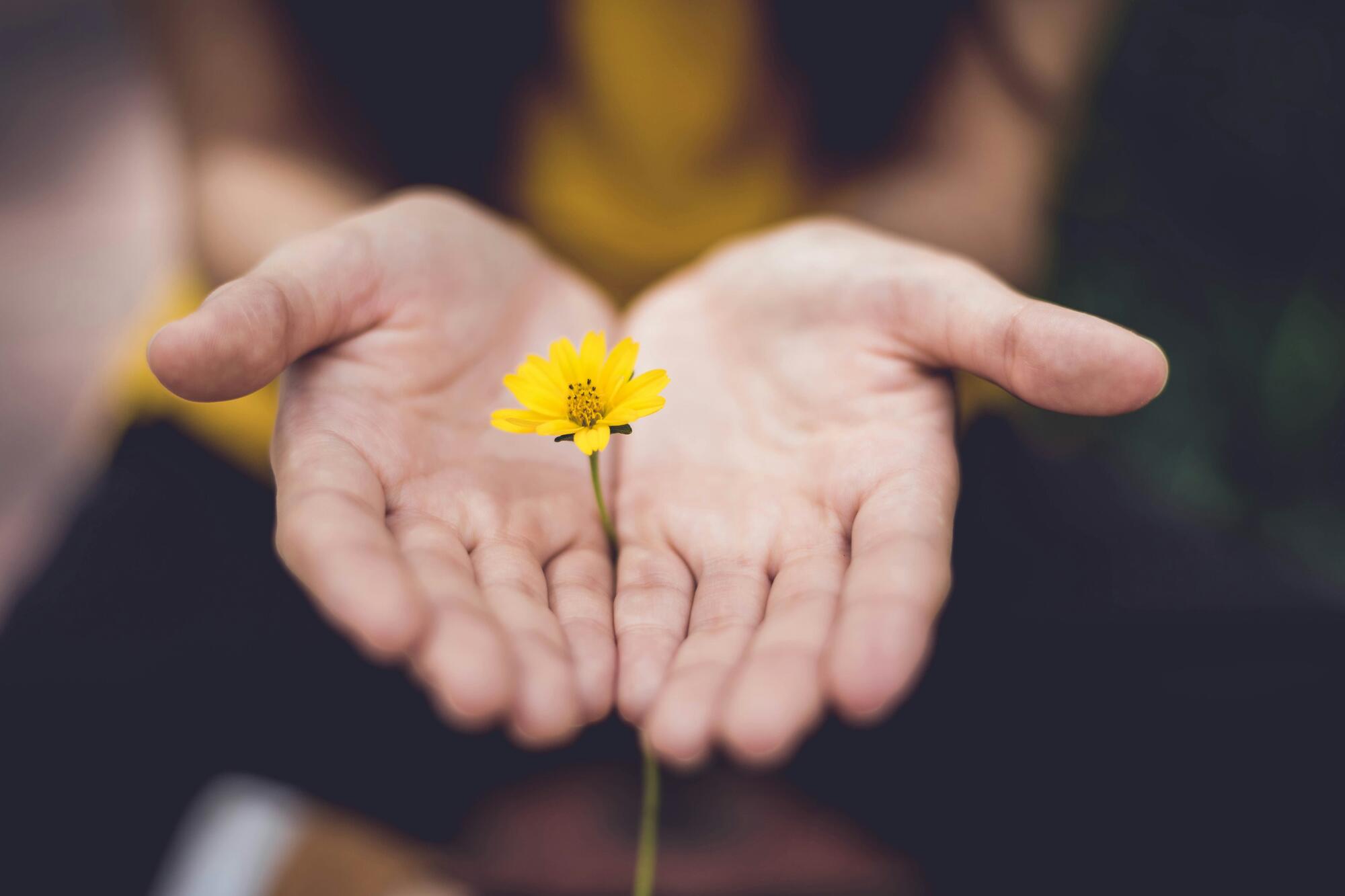 flower in the palms