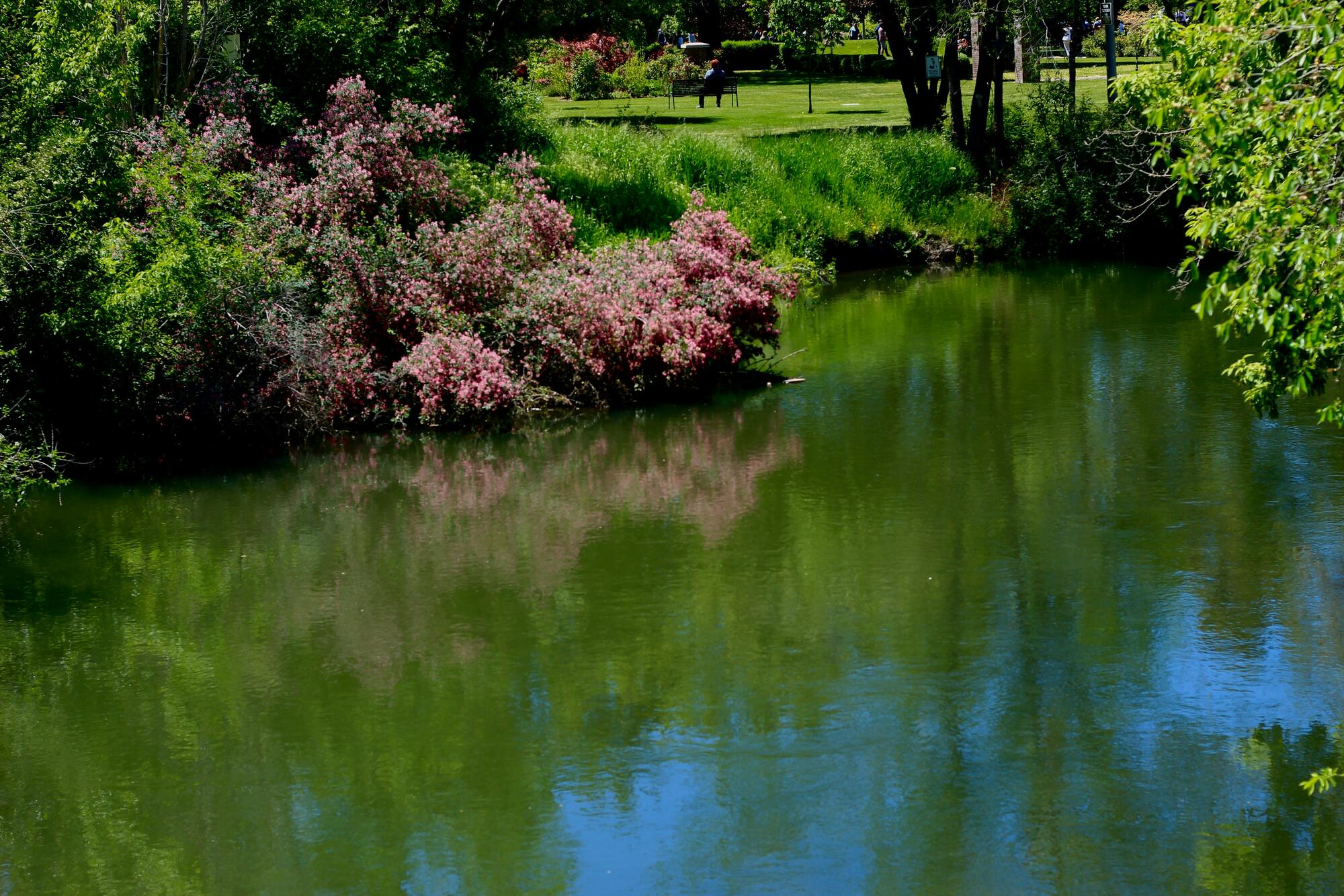 Flowers on water