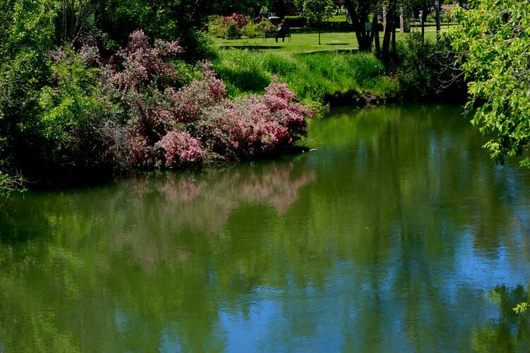 Flowers on water